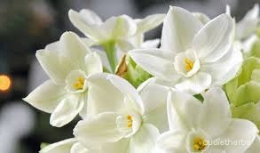 Narcissus tazetta flower13.jpg